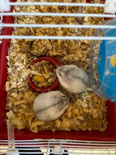 Hamster Anão Russo Macho