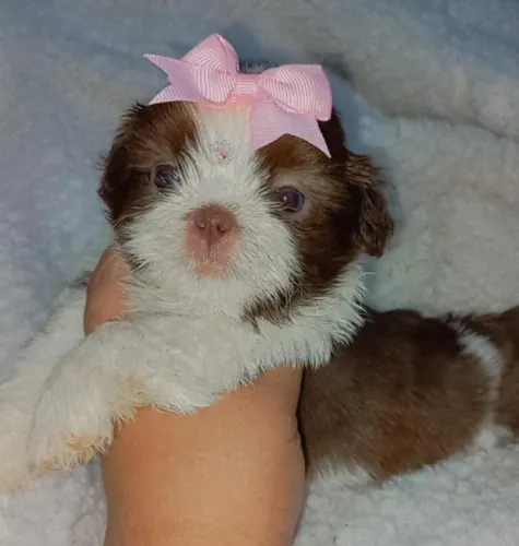 shih tzu linda