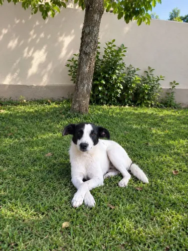 Adoçao responsavel