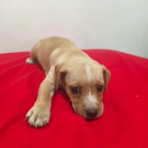 Cachorrinho para doação