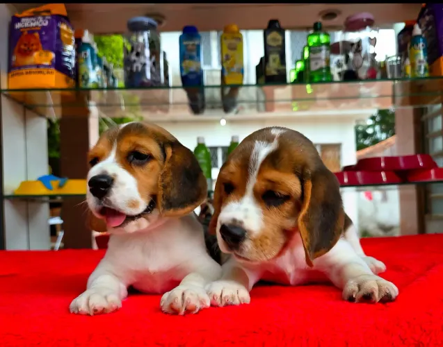 Filhotes de Beagles 13 POLEGADAS, OS MENORES QUE EXISTEM