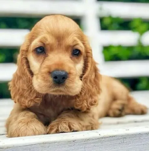 Cocker Ingles