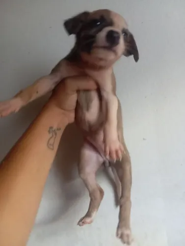 Filhote para adoção 