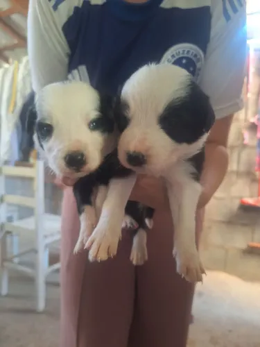 Border Collie Filhotes