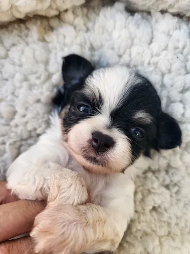 Chihuahua Macho Pelo Longo