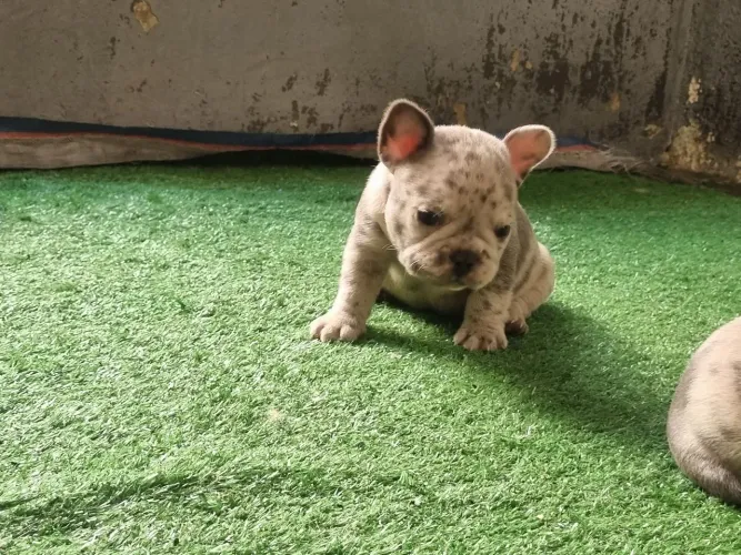 Vendo filhotes de bulldog francês merlin