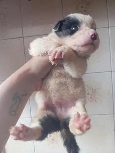 Cachorrinho para adoção 