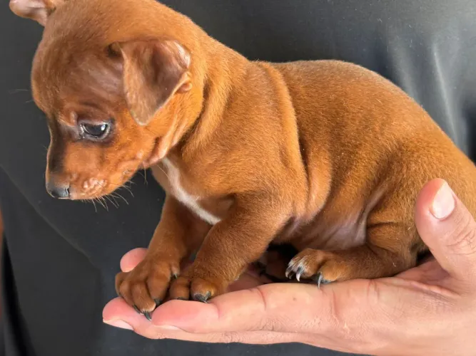 Cachorro