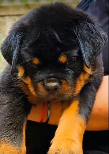 ROTTWEILER MACHOS E FÊMEAS DISPONÍVEIS