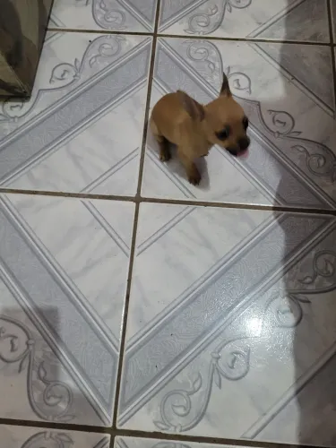 Pincher 0