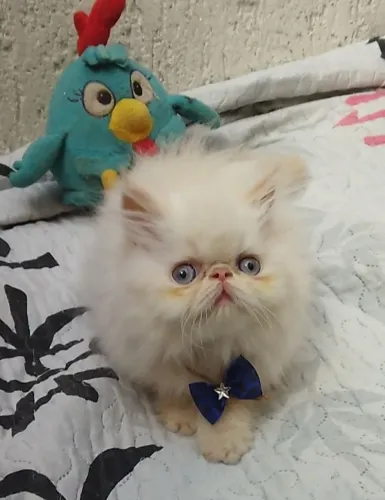 Gato persa olhos azuis