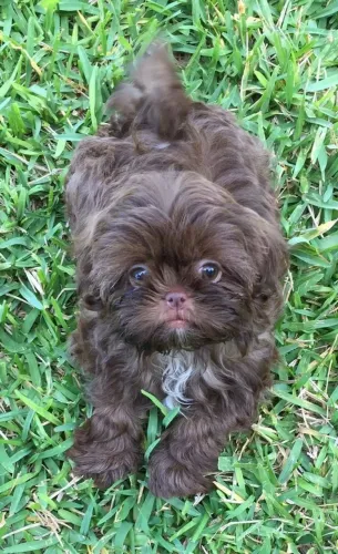 Lhasa Apso Sopro de Vida em Cada Olhar