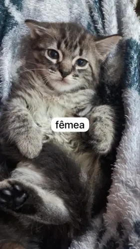 Doação de 2 gatos filhotes