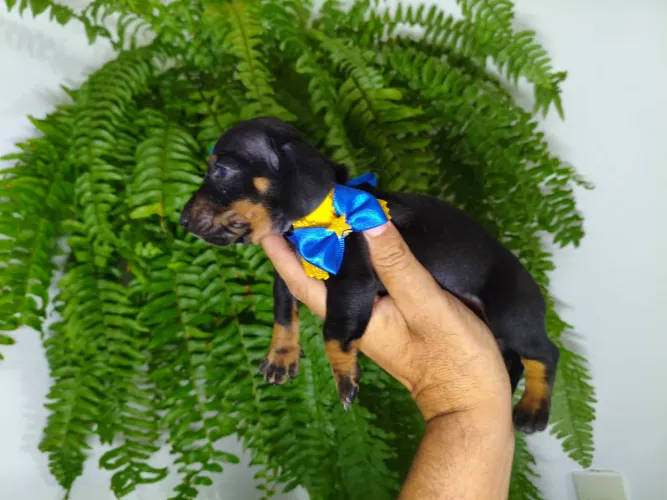 Dachshund (Linguicinha) Minúsculo 