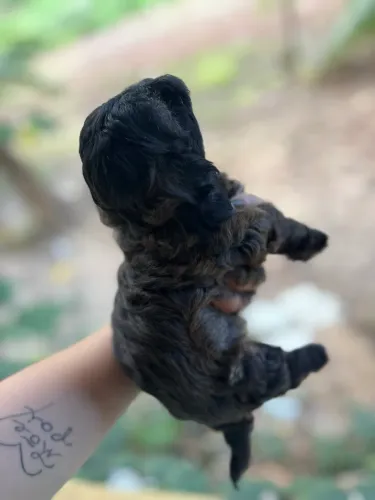 Cachorro filhote Shih Tzu