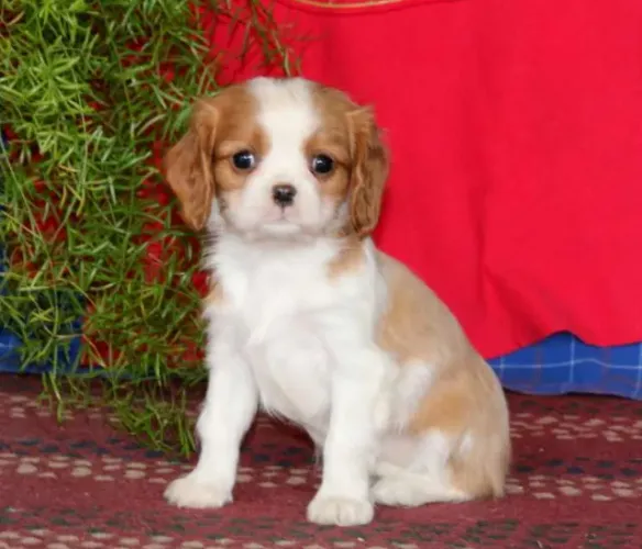 Cavalier King Charles - últimos filhotes disponíveis