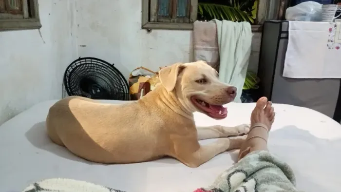 Cachorro 