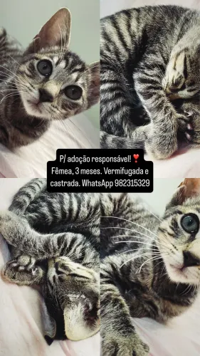 Gatinha castrada p/ adoção!