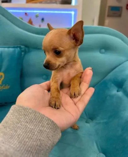 Pinscher miniatura zero ! Só tem 1 macho !