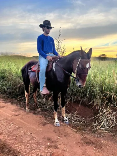 Vendo égua mangalarga