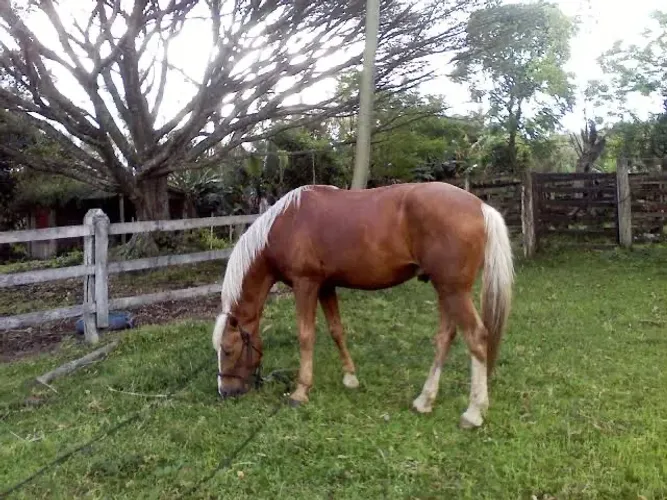Doacao de Cavalo