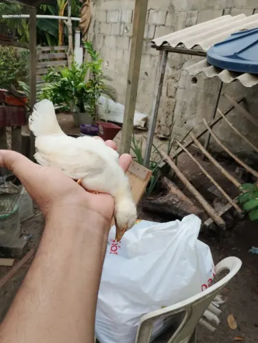 Galinha Galizé