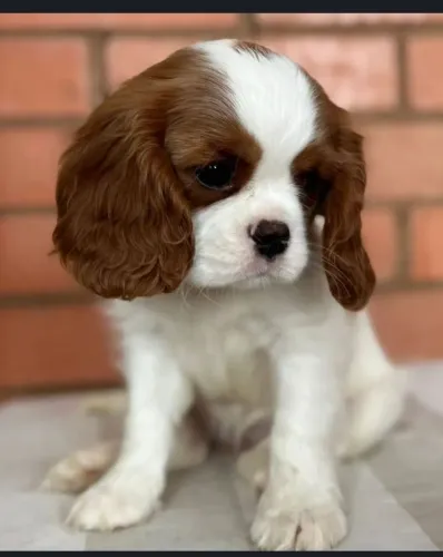 Filhotes De Cavalier King Charles Spaniel fêmea e machos
