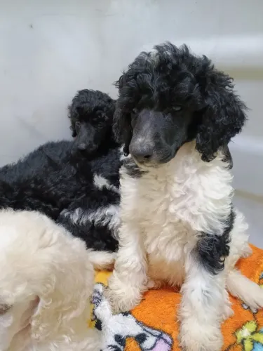 Poodle gigante 