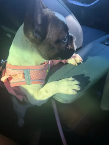 Cachorro Buldog francês 