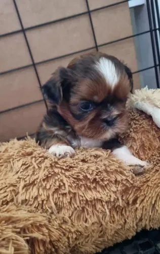 Shih tzu Meninos