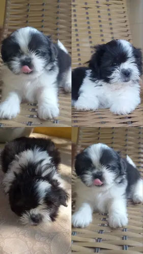Filhote de Shih Tzu macho disponível. ? Vermifugado ? Duas doses de vacina aplicadas