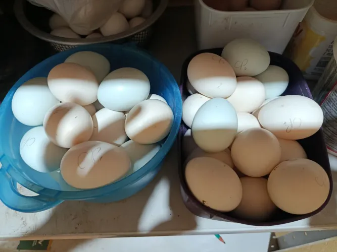 Ovos