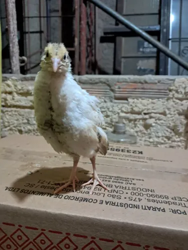 Filhote de codorna gigante 