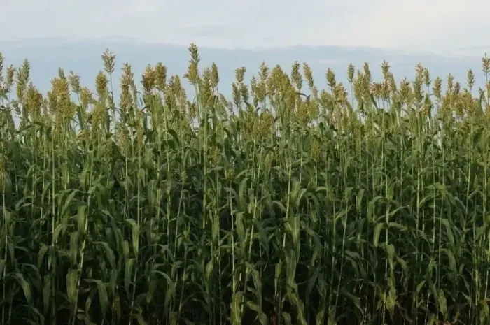 Silagem de Sorgo forrageiro