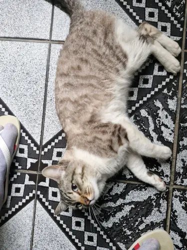 Doa se gato macho