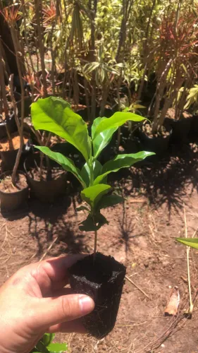 Temos mudas café IPR 100