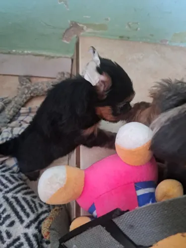 filhotes de iorkshire 