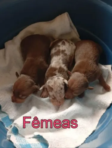 Pinscher fêmea n.1