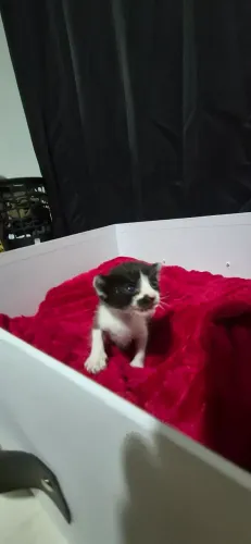 Gatinho filhotinho
