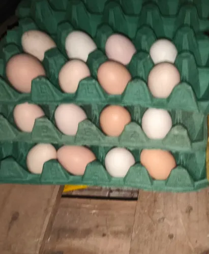 Ovos férteis, ovos galado, misto 