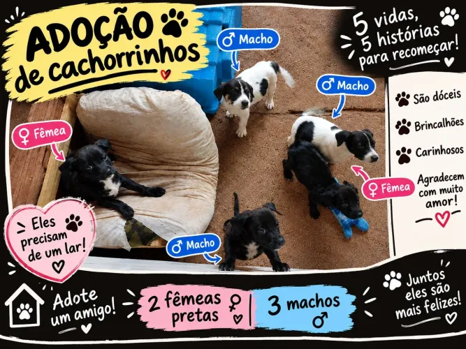 Cachorrinhos doação