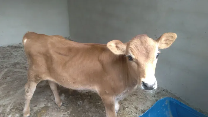 Bezerro manço de cabresto