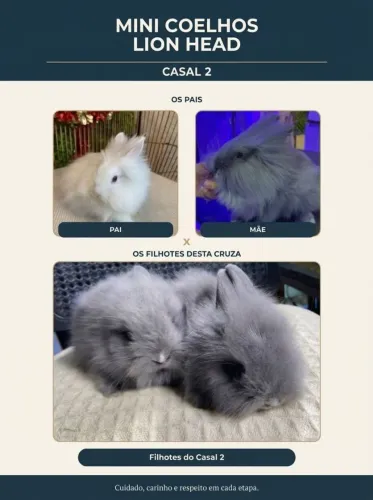 Mini coelho Lion Head