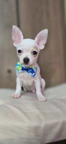 Chihuahua machinho pelo curto