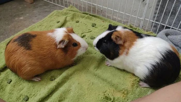 Casal porquinhos