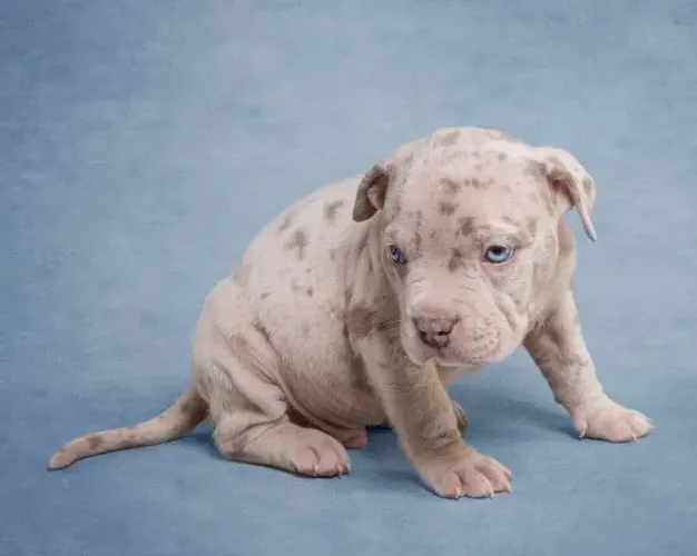 ? Filhotes de American Bully | Qualidade e Muito Carinho