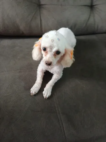 Vendo Poodle Fêmea Micro 1 ano 