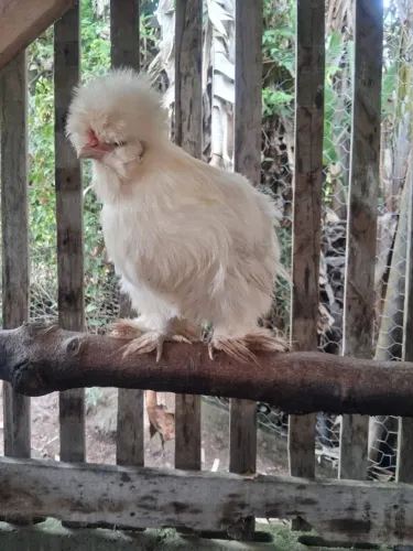 Ovos de galinha sedosa