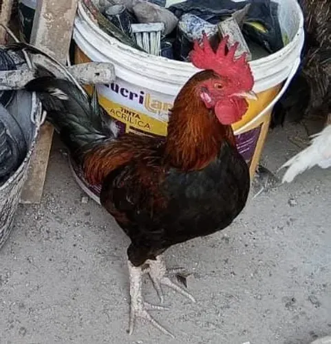 Frangos e frangas garnizés para venda