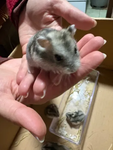 Doação de hamster